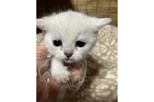 成約済の群馬県のブリティッシュショートヘア-109633の5枚目